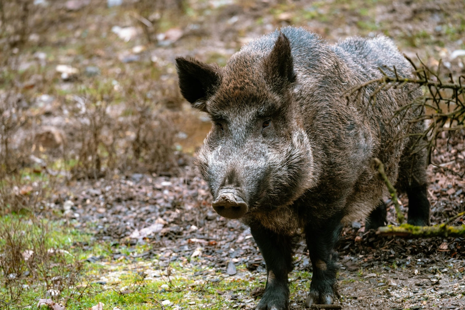 Bauer Zorn - Der Hofladen - Das Bild zeigt ein Wildschwein (Sus scrofa), eine Schweineart, die in weiten Teilen Eurasiens und Nordafrikas heimisch ist.