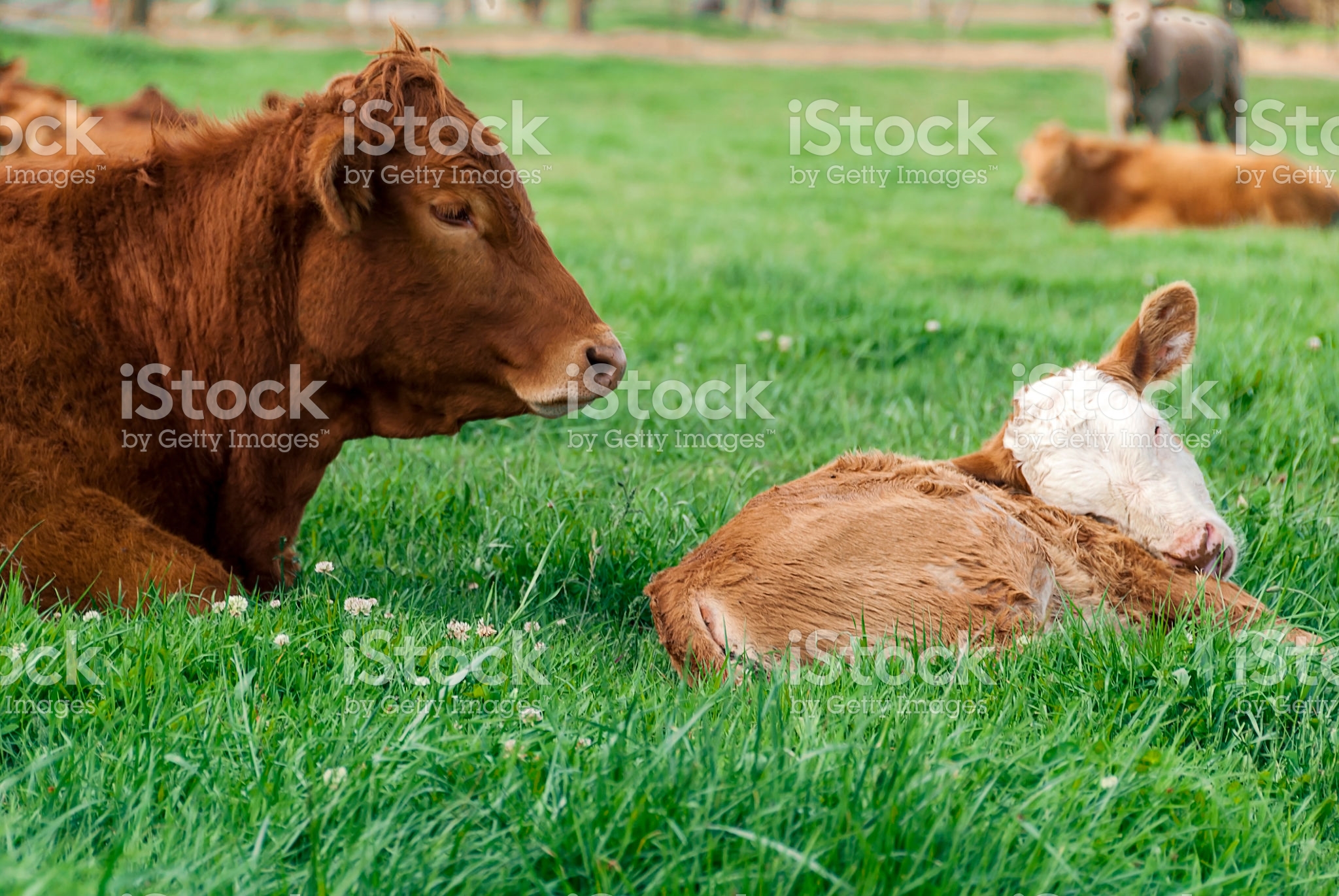 Red Limousin bull and one of his Spring calves resting on green grass ...