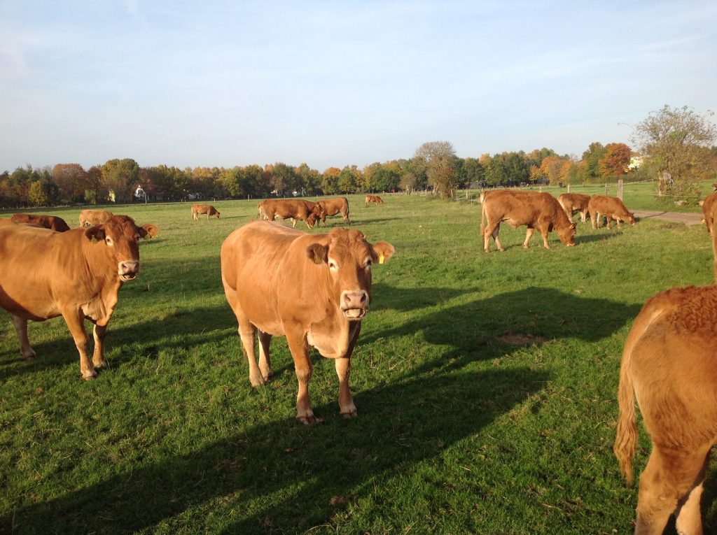 Limousinrinder von Landwirtschaft Zorn