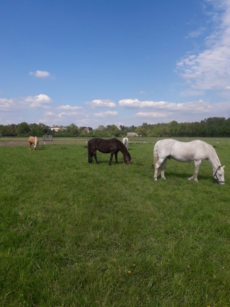 Pferde auf Wiese