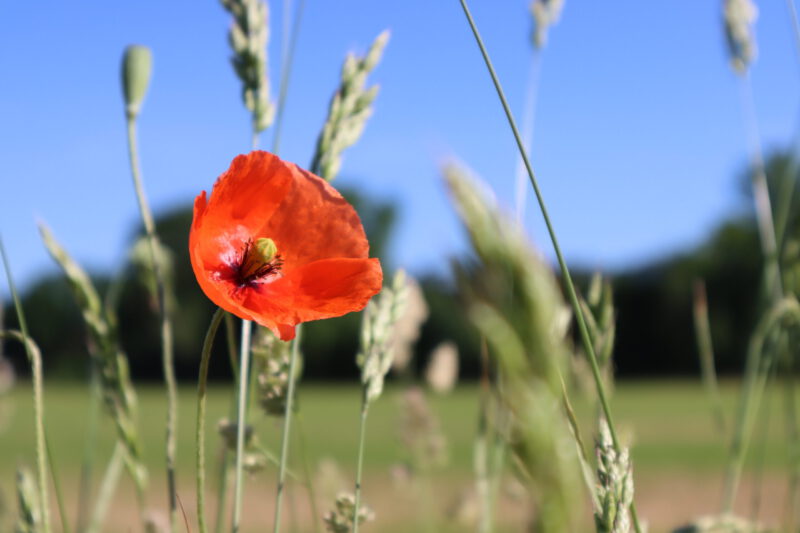 Mohnblume im Weizenfeld