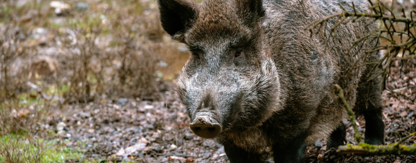 Wildschwein